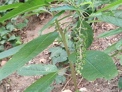 Phytolacca americana