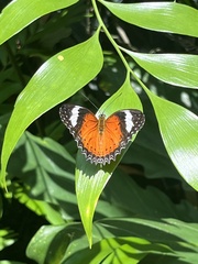 Cethosia penthesilea