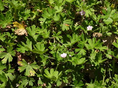 Geranium solanderi