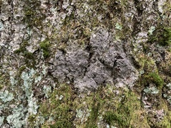 Rinodina