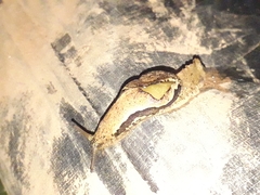 Ariophantidae