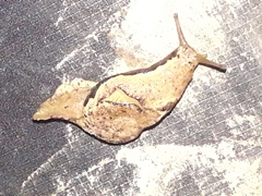 Ariophantidae