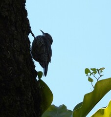 Cormobates leucophaea