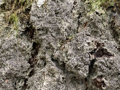 Rinodina
