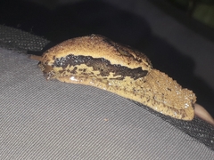 Ariophantidae