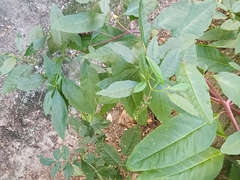 Phytolacca americana