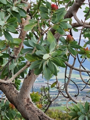Protea nitida
