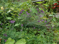 Linaria purpurea