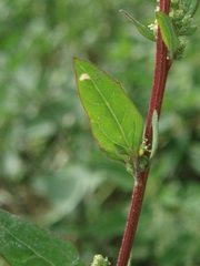 Chenopodium betaceum