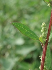 Chenopodium betaceum