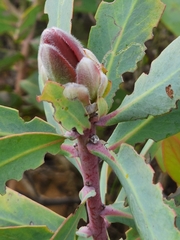 Protea nitida