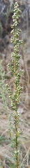 Artemisia abrotanum
