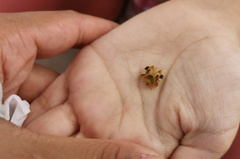 Laccoptera nepalensis