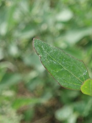 Chenopodium betaceum