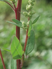 Chenopodium betaceum