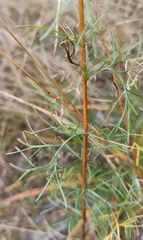 Artemisia abrotanum