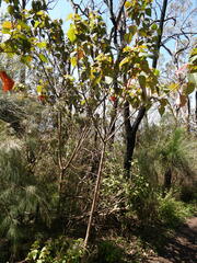 Homalanthus populifolius