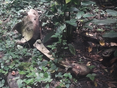 Loxodonta