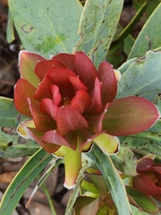 Protea nitida