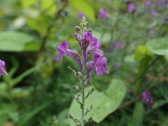 Linaria purpurea