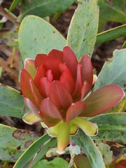 Protea nitida