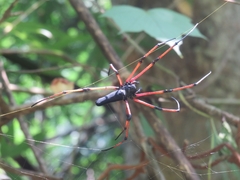 Nephila kuhli