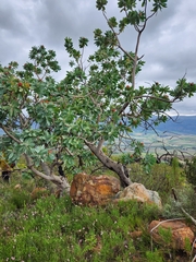 Protea nitida