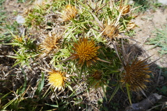 Carlina graeca