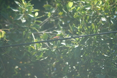 Libellula saturata