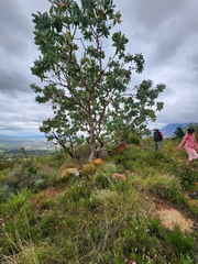 Protea nitida
