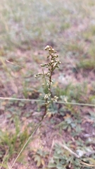 Artemisia commutata