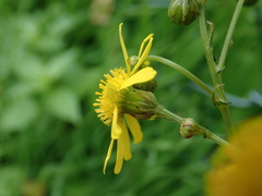 Senecio inaequidens