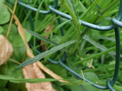 Senecio inaequidens