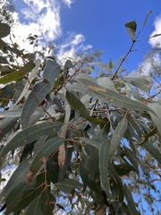 Eucalyptus lockyeri