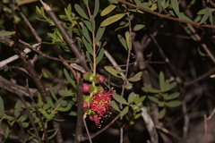 Melaleuca radula