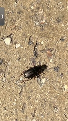 Carabidae