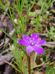 Chamaescilla corymbosa