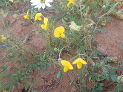 Crotalaria humilis