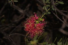 Melaleuca radula