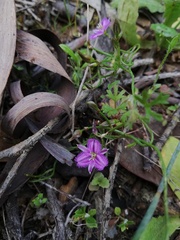 Thysanotus