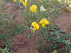 Crotalaria humilis
