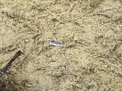 Limnogonus