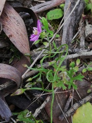 Thysanotus