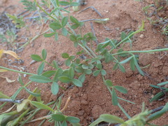 Crotalaria humilis