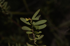 Melaleuca radula