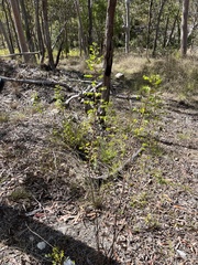 Phyllanthus dallachyanus