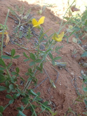 Crotalaria humilis