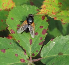 Mesembrina meridiana