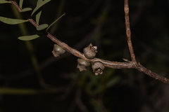 Melaleuca radula