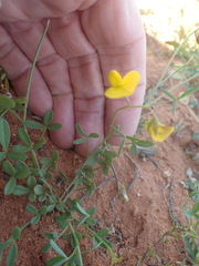 Crotalaria humilis